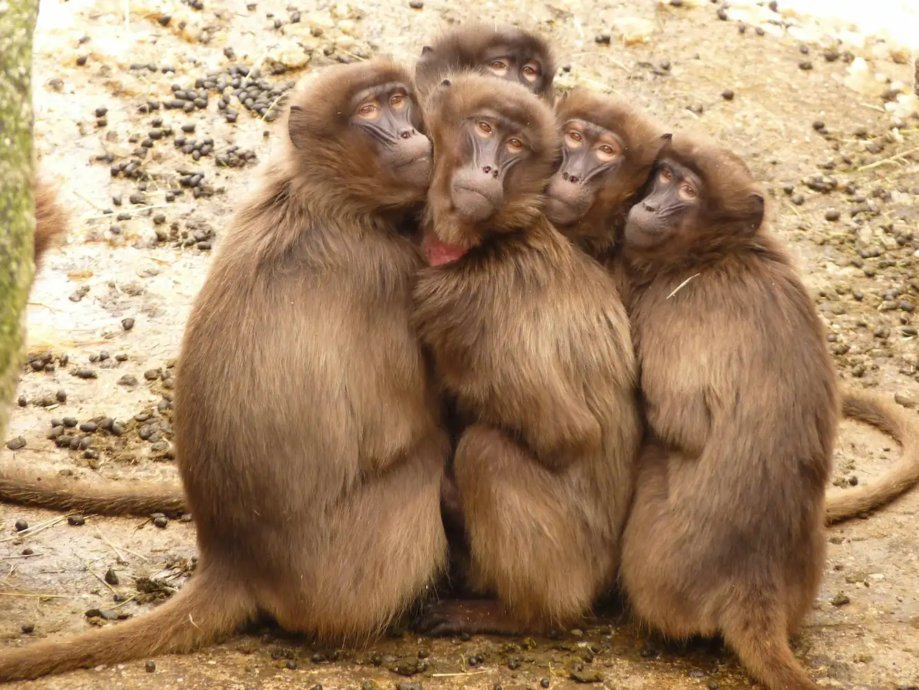 4 monkeys huddled together freezing