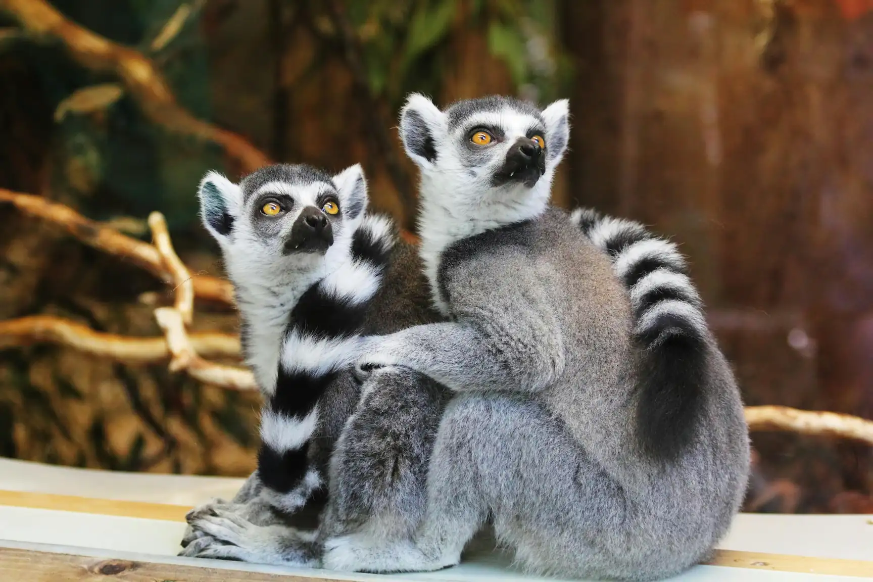 Image of a lemur