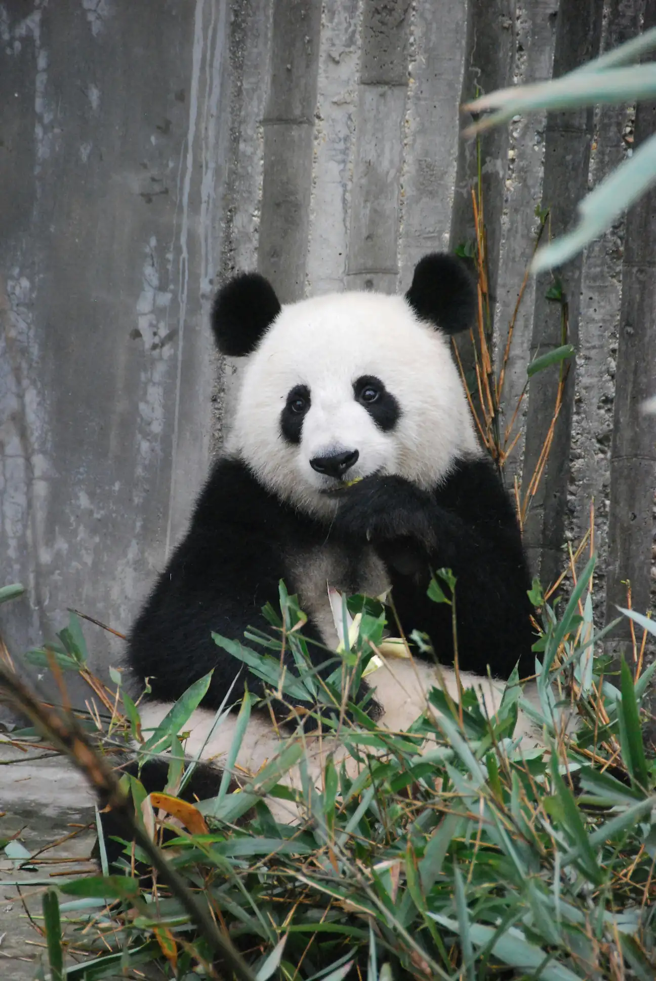 Image of a Panda
