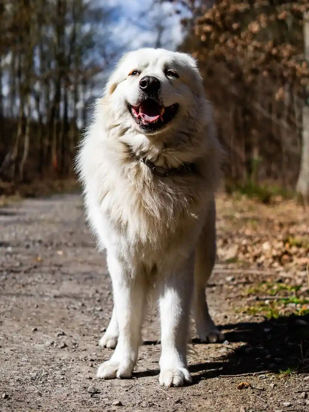 Great Pyrenees Dog