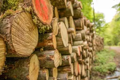 Tree Logs