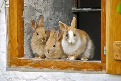 Three Rabbits in a Hutch
