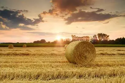 Straw Bale Garden