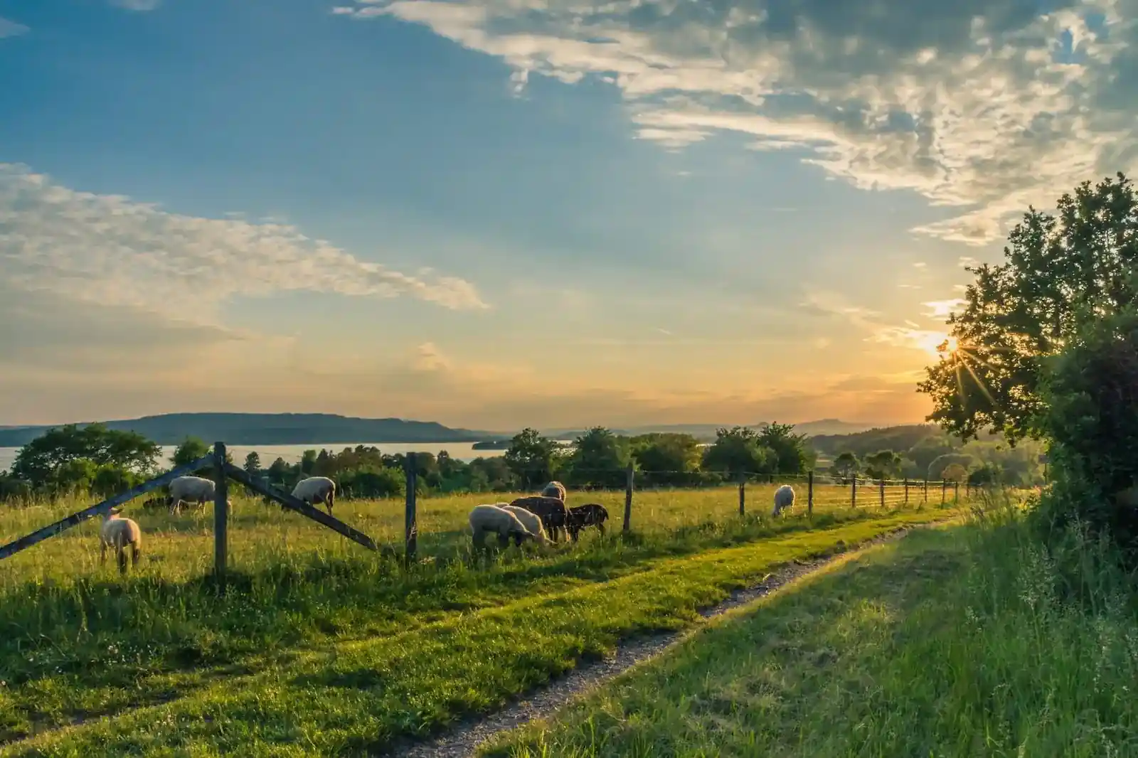 A photo of a grassland with farm animals