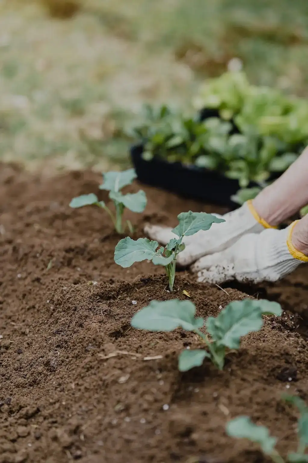 Veggie Patch